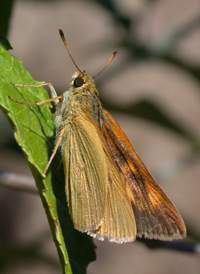 Rare Skipper